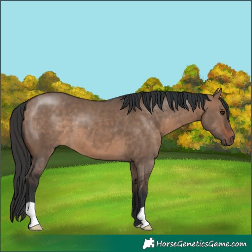 Horse Color:Brown Dun 