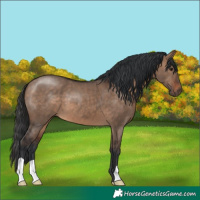 Horse Color:Brown Dun 