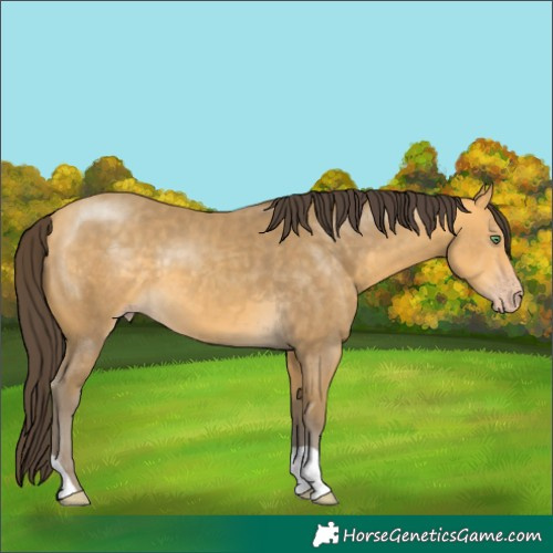 Horse Color:Amber Cream Champagne