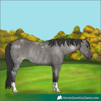 Horse Color:Grullo Rabicano 