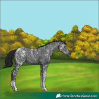 Horse Color:Gray Black Ice