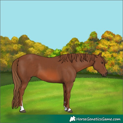 Horse Color:Chestnut 