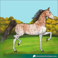 Horse Color:White Spotted Bay Splash and White Spotted Amber Champagne Splash