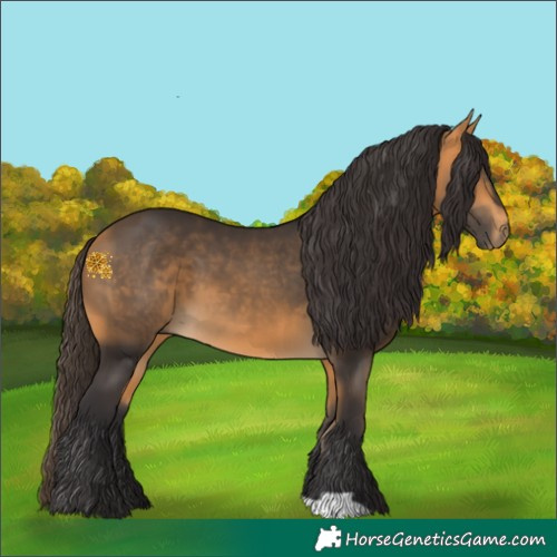 Horse Color:Buckskin 