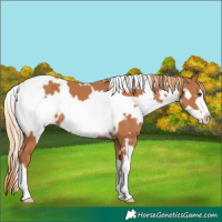 Horse Color:White Spotted Chestnut Frame 