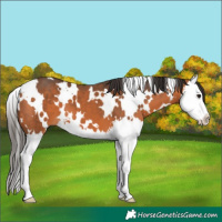 Horse Color:White Spotted Bay Splash 