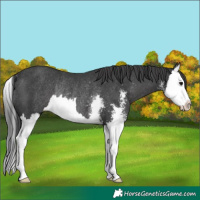 Horse Color:Black Sabino Splash Rabicano 