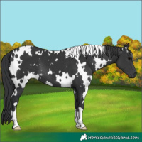 Horse Color:White Spotted Black