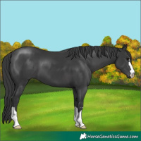 Horse Color:Black 