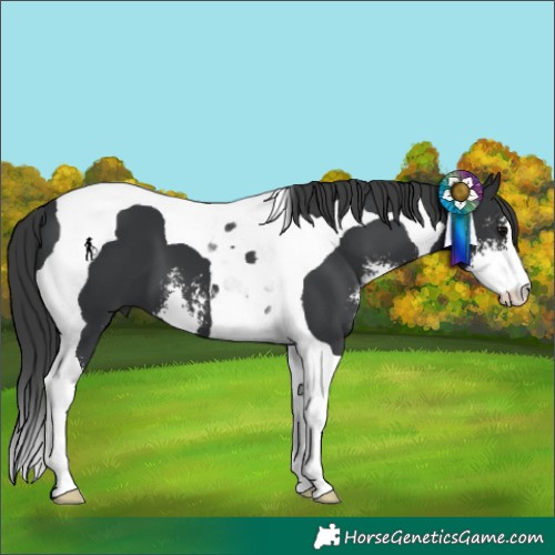 Horse Color:Black Sabino Tobiano