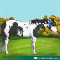 Horse Color:Black Sabino Tobiano 