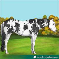 Horse Color:White Spotted Black Sabino Splash 