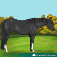 Horse Color:Black 