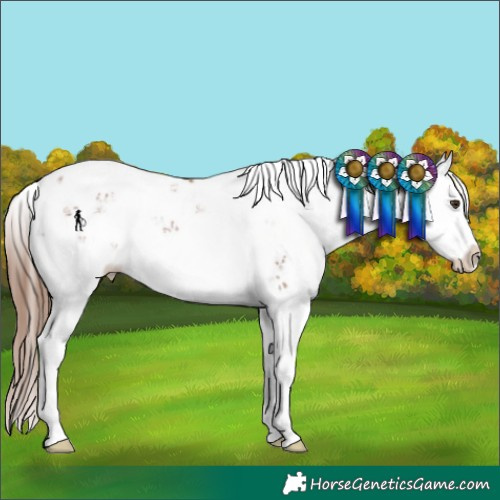 Horse Color:Chestnut Sabino Splash