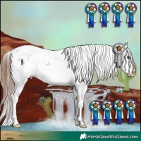 Horse Color:Chestnut Sabino Splash 