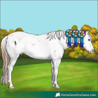 Horse Color:Chestnut Sabino Splash
