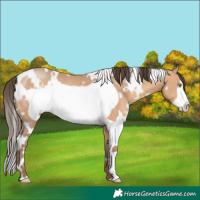 Horse Color:White Spotted Amber Champagne Frame 