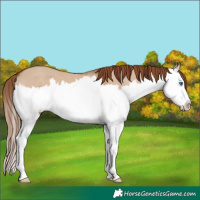 Horse Color:Red Dun Sabino Splash 