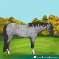 Horse Color:Blue Roan 