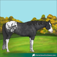 Horse Color:Black Splash Appaloosa Rabicano