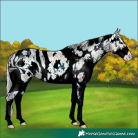 Horse Color:ERROR: UNKNOWN ANOMALY