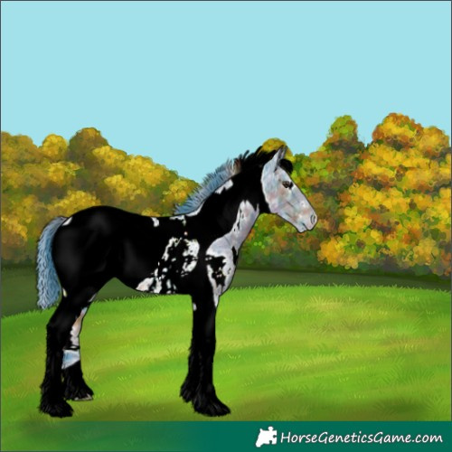 Horse Color:ERROR: UNKNOWN ANOMALY