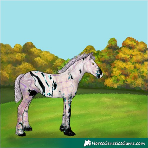 Horse Color:ERROR: UNKNOWN ANOMALY