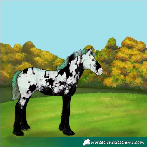 Horse Color:ERROR: UNKNOWN ANOMALY
