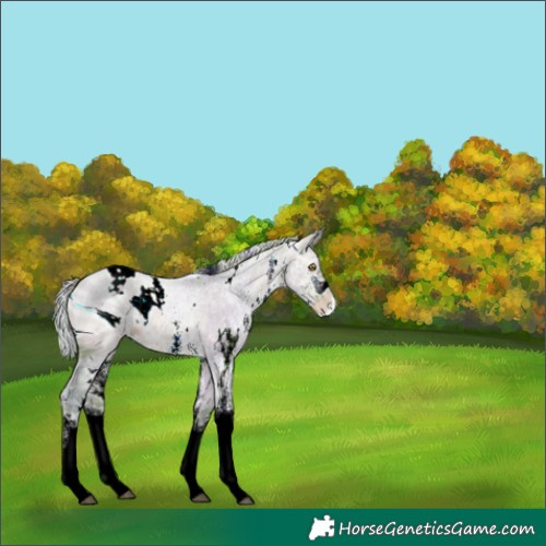 Horse Color:ERROR: UNKNOWN ANOMALY