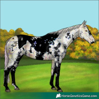 Horse Color:ERROR: UNKNOWN ANOMALY