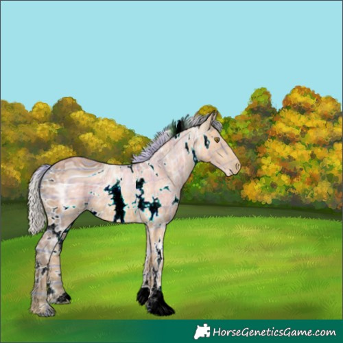 Horse Color:ERROR: UNKNOWN ANOMALY