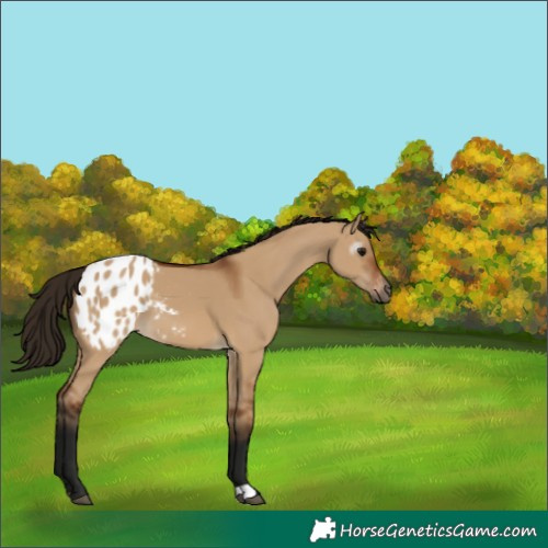 Horse Color:Gray Bay Dun Blanket 