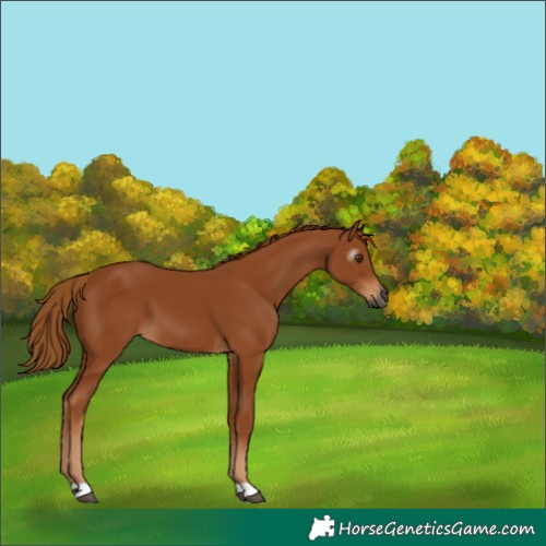 Horse Color:Gray Chestnut 