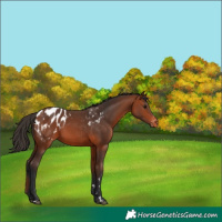 Horse Color:Bay Appaloosa 
