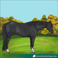 Horse Color:Black Rabicano 