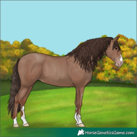 Horse Color:Classic Champagne 