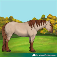Horse Color:Red Dun