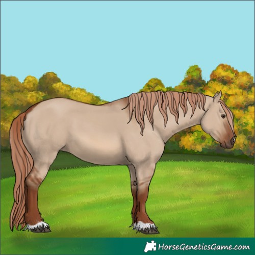 Horse Color:Red Dun 