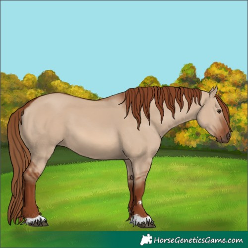 Horse Color:Red Dun 