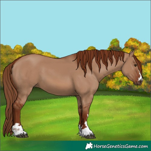 Horse Color:Red Dun 