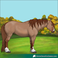 Horse Color:Red Dun