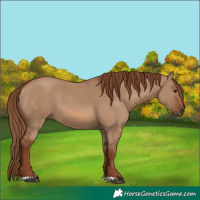 Horse Color:Red Dun 