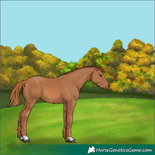 Horse Color:Chestnut 