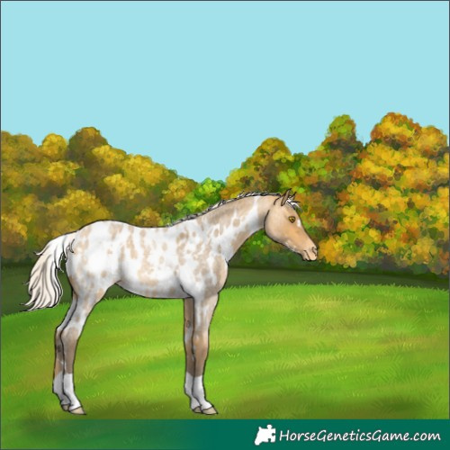 Horse Color:White Spotted Silver Buckskin Roan Blanket