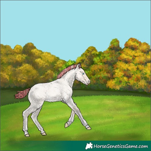 Horse Color:Unknown 