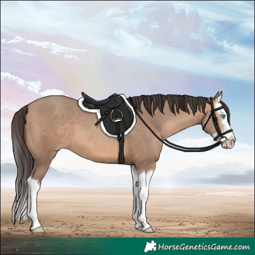 Horse Color:Sable Champagne Splash 