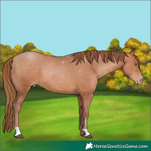 Horse Color:Brown Pearl 