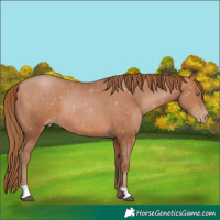 Horse Color:Brown Pearl 