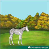 Horse Color:Grullo Ice Sabino Splash Rabicano 