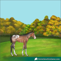 Horse Color:Brown Sabino Appaloosa